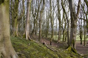 woods above fence 4.jpg